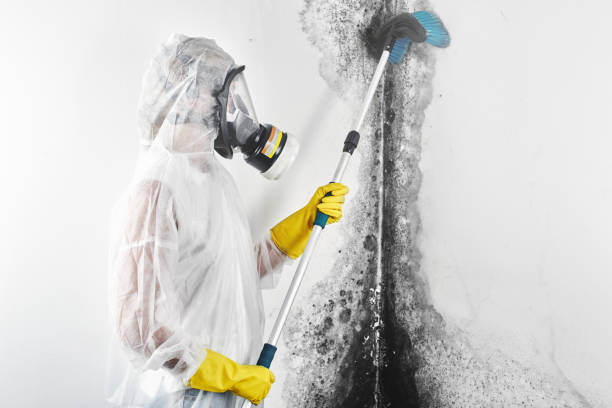 Best Mold Odor Removal Services  in Madrid, IA