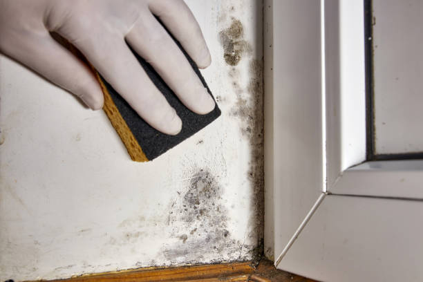 Environmental Consulting for Mold Prevention in Madrid, IA