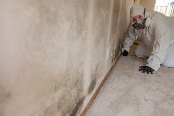 Best Water Damage & Mold Remediation  in Madrid, IA